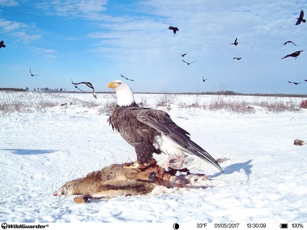 kamera na zver foto pasca zachytenie fotografia 