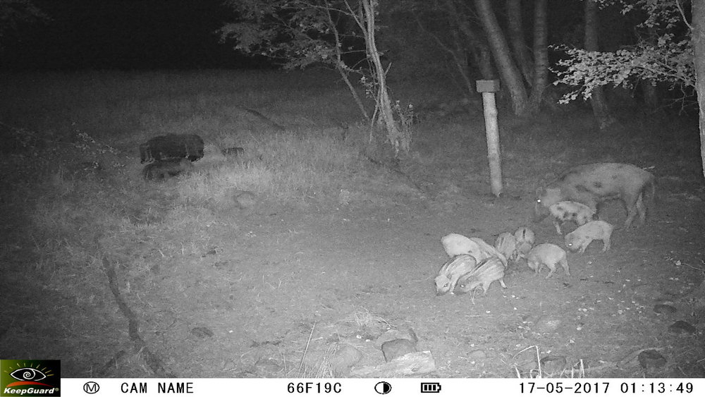 nocny zaber z fotopasce detektor pohybu