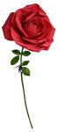 Růže valentýnská XXL – růže červená velká 1,6m