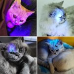 UV baterka na detekciu – 395nm ultrafialové svetlo + 51 LED svetlo