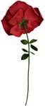 Růže valentýnská XXL – růže červená velká 1,6m